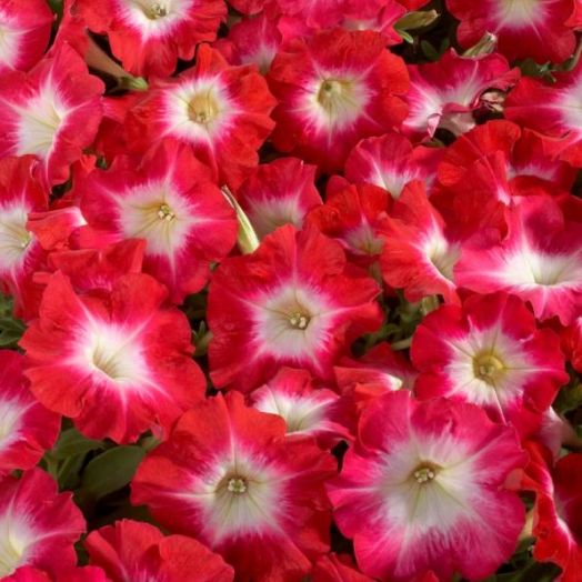 Петуния многоцветковая (Petunia F1 multiflora) Celebrity Red Morn, 100 драже