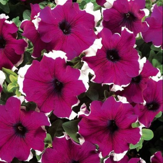 Петуния многоцветковая (Petunia multiflora F1) Merlin Burgundy Picotee, 100 драже