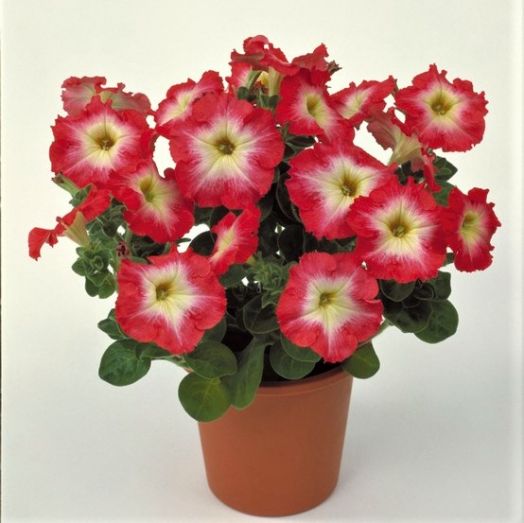 Петуния многоцветковая (Petunia multiflora F1) Merlin Red Morn, 100 драже