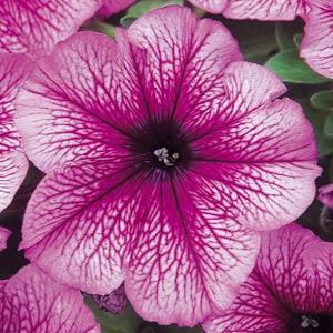 Петуния многоцветковая (Petunia multiflora F1) Mirage Sugar, 100 драже