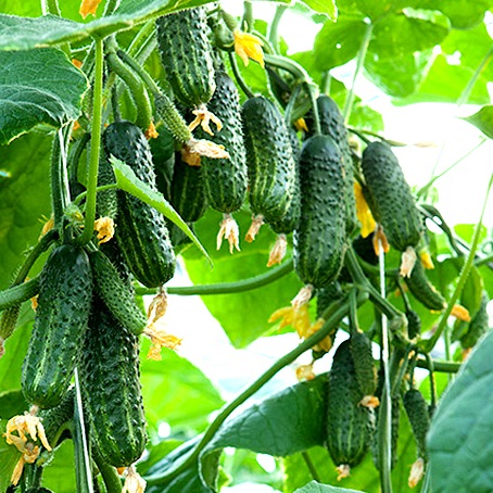Огурец ЭКОЛЬ F1, 250 семян