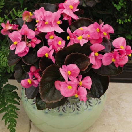 Бегония вечноцветущая (Begonia semperflorens) Bada Boom Rose, 250 драже