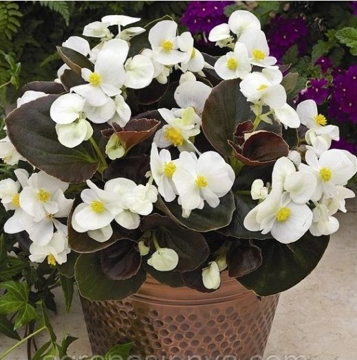 Бегония вечноцветущая (Begonia semperflorens) Bada Boom White, 250 драже