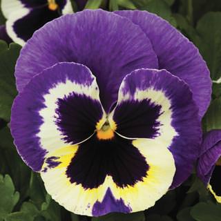 Виола виттрока (Viola wittrockiana) Colossus Tricolour, 100 семян