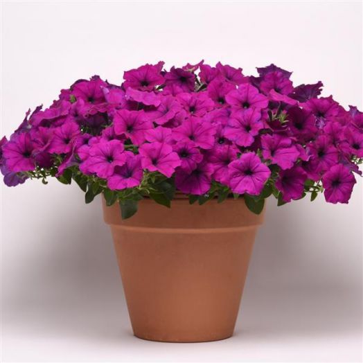 Петуния ампельная (Petunia trayling F1) Easy Wave Violet, 50 драже