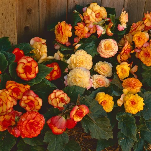 Бегония клубневая (Begonia tuberosa) On Top Sunset Shades, 25 драже