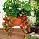 zemlyanika-sadovaya-ampelnaya-fragaria-ananassa-fresca-250-semyan.jpg