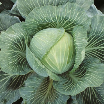 Капуста белокочанная Килатон F1, 100шт семян