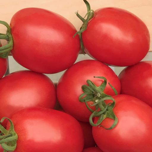 Томат детерминантный Бенито F1, 50шт семян