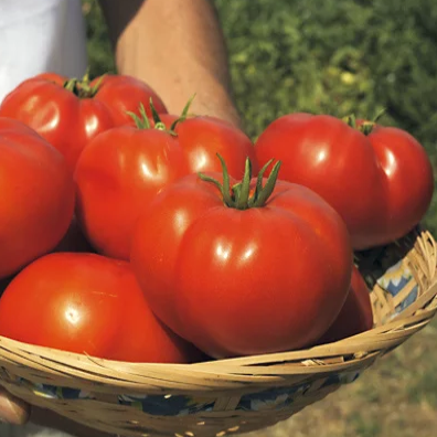 Томат детерминантный Бобкат F1, 50шт семян