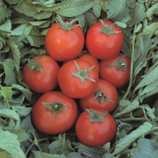 Томат детерминантный ТОПСПОРТ F1, 250 семян