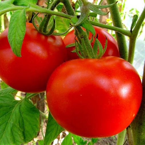 Томат индетерминантный Волгоградский 5/95, 1г семян