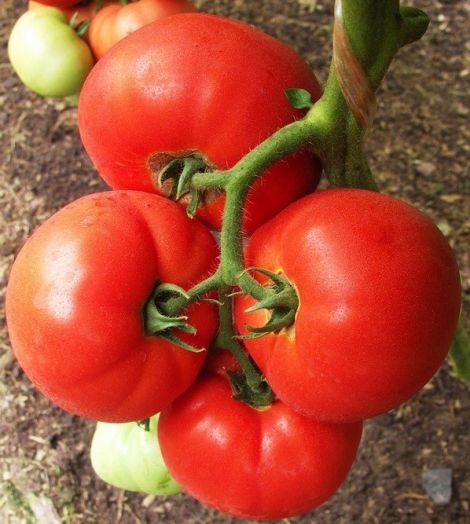 Томат индетерминантный Биг Биф F1, 50шт семян