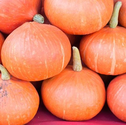 Тыква Россиянка, 50шт семян