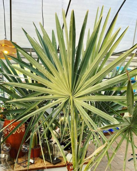 Sabal minor (Сабаль Адансона)