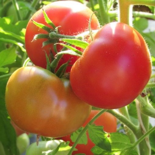 Томат детерминантный Дубрава, 1г семян