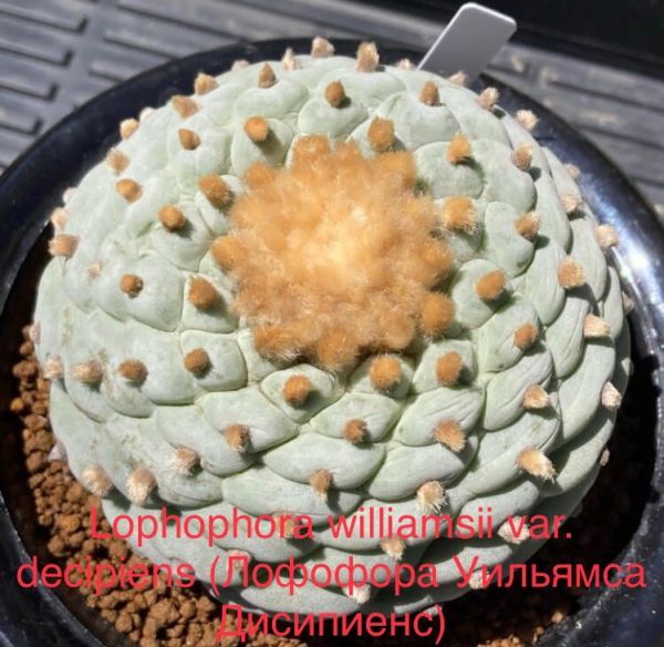 Lophophora williamsii var. decipiens (Лофофора Уильямса Дисипиенс)