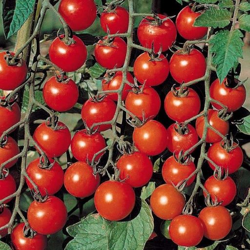 Томат индетерминантный Свит черри красный, 1г семян