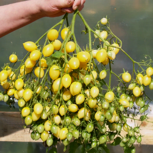 Томат Сумасшедшие вишни Барри, 1г семян