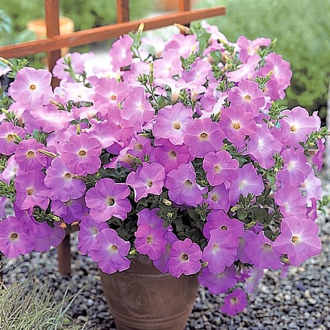 Петуния ампельная (Petunia trayling F1) Opera Supreme Lavender, 50 драже
