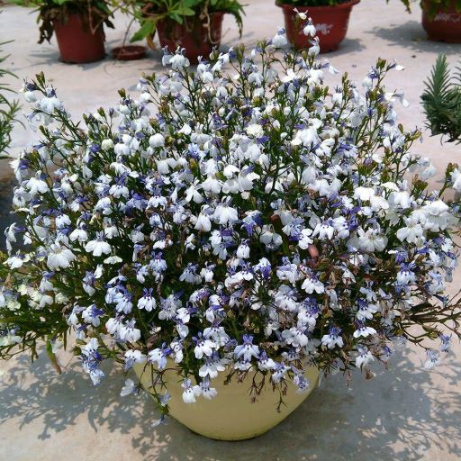 Лобелия еринус (Lobelia erinus) Riviera Blue Splash, 100 мультидраже
