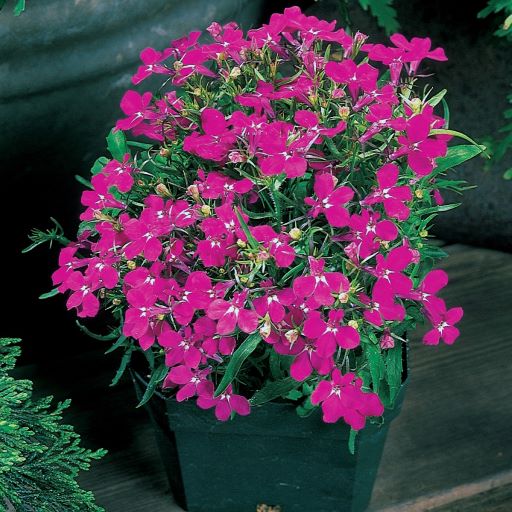 Лобелия еринус (Lobelia erinus) Riviera Rose, 100 мультидраже