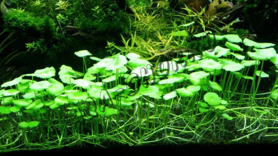 Гидрокотила вертикальная (Hydrocotyle verticillata)