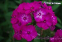 Флокс 'Ченгисхан' / Phlox 'Chengishan'