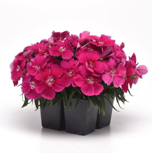 Гвоздика китайская (Dianthus chinensis F1) Corona Rose, 50 драже