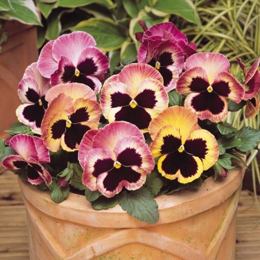 Виола виттрока (Viola wittrockiana) Matrix Sunrise, 100 семян