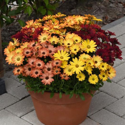 Остеоспермум Эклона (Osteospermum ecklonis) Akila Sunset Shade, 25 семян