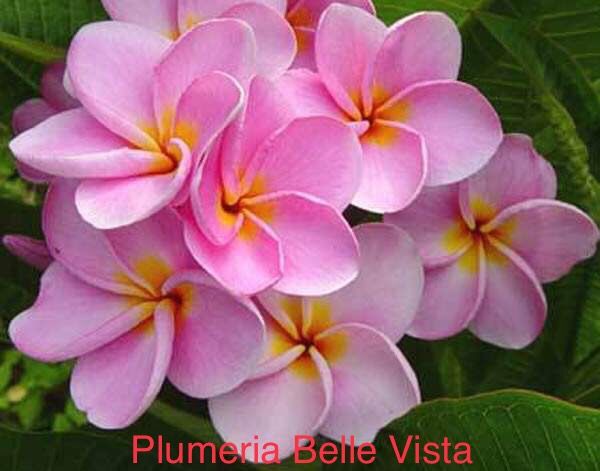 Plumeria Belle Vista