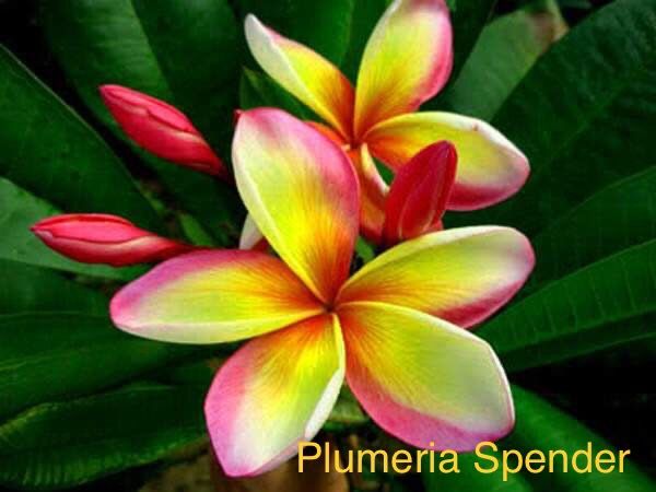 Plumeria Spender