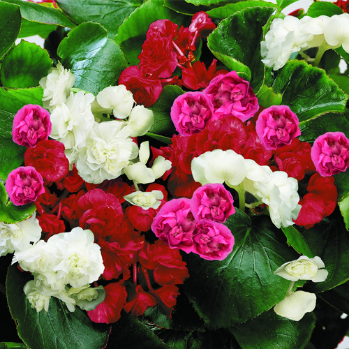 Бегония вечноцветущая махровая (Begonia semperflorens double) Queen Mix F1, 25 драже