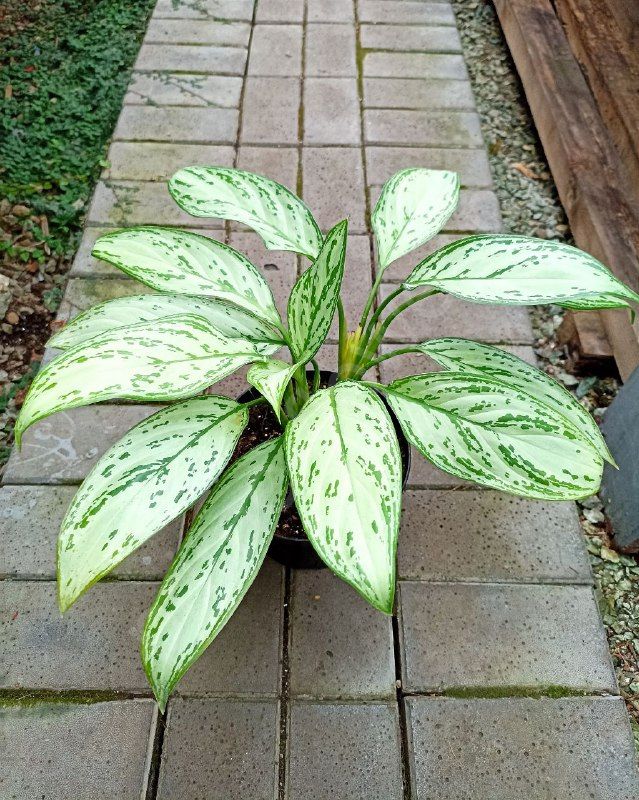 Аглаонема Silver Queen