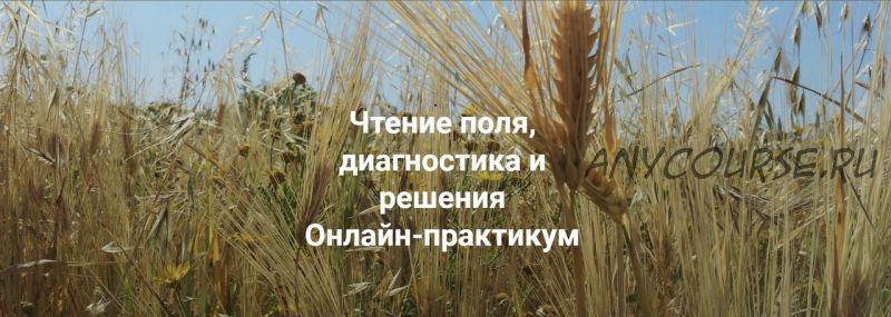 [Институт открытого поля] Чтение поля, диагностика и решения. Пакет Только теория (Елена Веселаго)