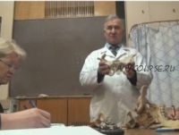 Анатомия для остеопатов. Позвоночник+Таз (Иван Гайворонский)