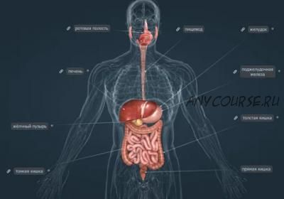 Лечение болезней органов и тканей системы пищеварения, инфопродукт №13 (Юрий Фролов)