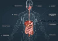 Лечение болезней органов и тканей системы пищеварения, инфопродукт №13 (Юрий Фролов)