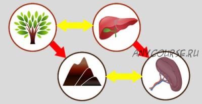 [Пять Элементов] Проблемы с печенью (Елена Макарова)