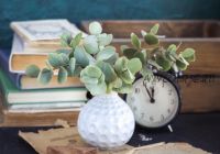 Эвкалипт (tanyaflower)