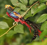 Марафон по вышивке броши «Фазан» (le.barm)