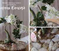 Сирень Бонсай (Оля Давлетшина)