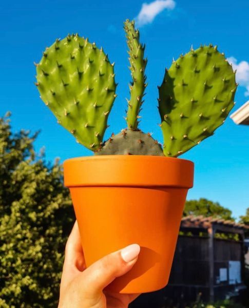 Opuntia humifusa (Опунция распростертая)