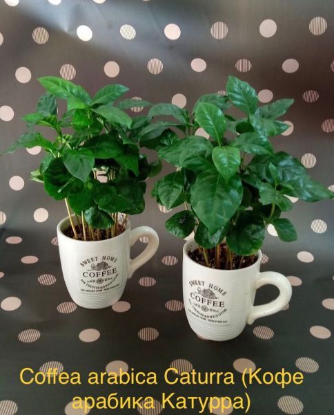 Coffea arabica Caturra (Кофе арабика Катурра)