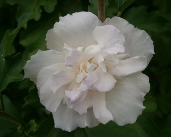 Hibiscus Syriacus Double White