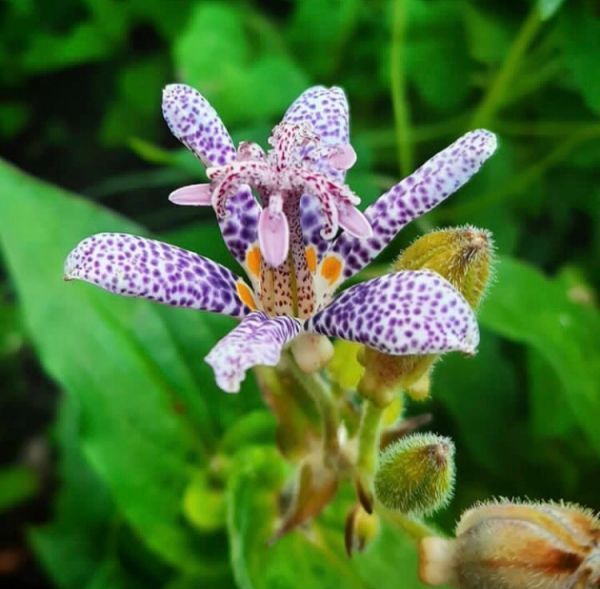Tricyrtis hirta - Трициртис, Жабья лилия