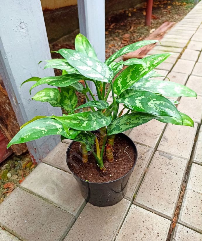 Аглаонема Мария