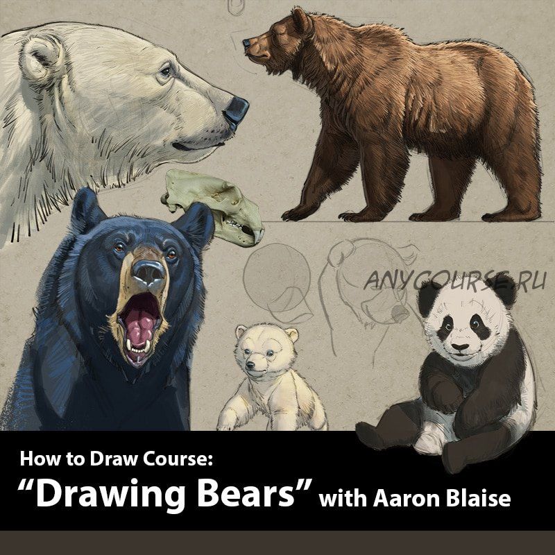 Как рисовать медведей | How to Draw Bears (Аарон Блейз)