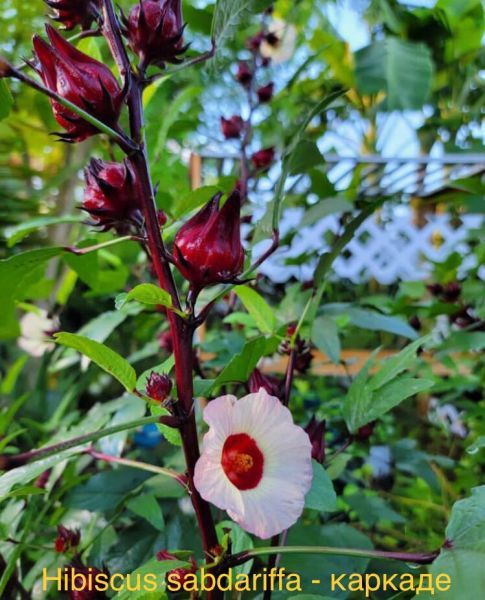 Hibiscus sabdariffa - каркаде